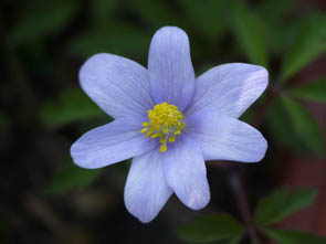 Anemone nemorosa